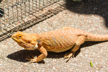 Bearded dragon on The Ground
