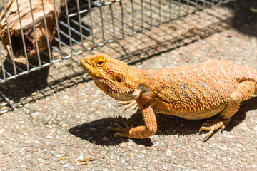 Bearded dragon on The Ground