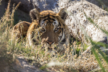 Tiger lying down on the grass