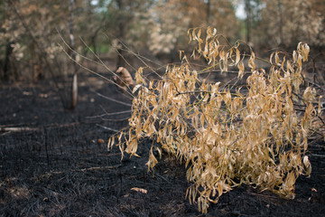  after burn