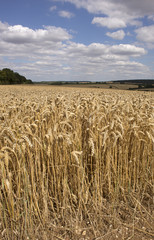 Wheat growing on a Hampshire farm close to harvest time. England UK