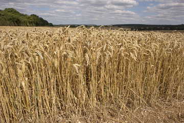 Wheat growing on a Hampshire farm close to harvest time. England UK