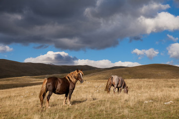 Fototapeta na wymiar Cavalli selvaggi nella prateria. Cielo con nuvole temporalesche