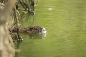 Muskrat hiding between roots
