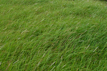 風に揺られる草 1