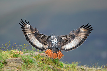 A jackal buzzard (Buteo rufofuscus) landing with open wings, South Africa.