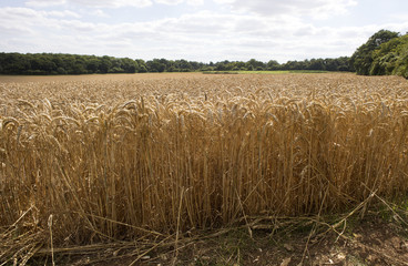 Wheat growing on a Hampshire farm close to harvest time. England UK