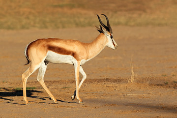A male springbok antelope (Antidorcas marsupialis), Kalahari desert, South Africa.