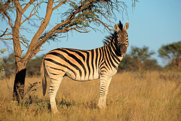 Fototapeta na wymiar A plains (Burchells) Zebra (Equus burchelli) in natural habitat, South Africa.