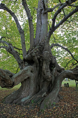 Kirchlinde in Blomberg-Reelkirchen
