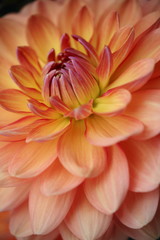 Closeup of a Beautiful Dahlia Flower in Orange, Pink and Yellow, soft focus