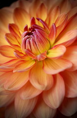 Closeup of a Beautiful Dahlia Flower in Orange, Pink and Yellow, soft focus