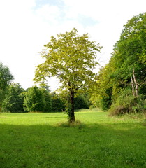 Fototapeta premium Im Mittelpunkt