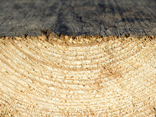 growth rings,