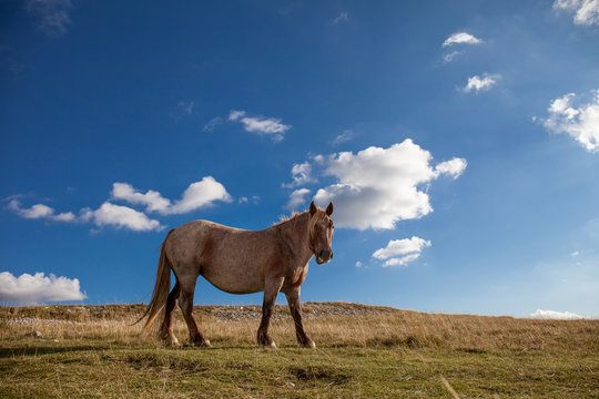 Cavallo selvaggio sulla prateria, cielo blu con nuvole bianche sullo sfondo