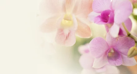 Glasschilderij Orchidee vintage kleurenorchideeën in zachte kleuren en vervagingsstijl voor achtergrond