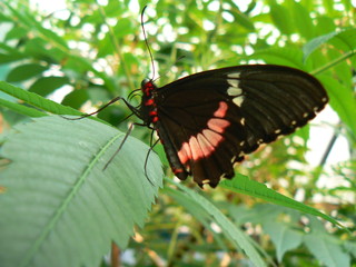 Papillon