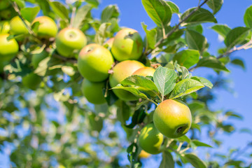 Apples on the tree