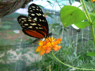 Papillon