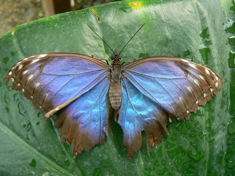 Papillon