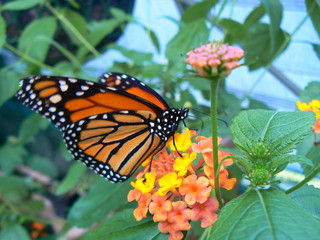 Papillon
