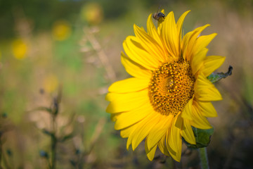 Fototapeta premium Sunflower on the meadow
