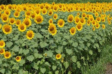 Obraz premium ヒマワリ畑