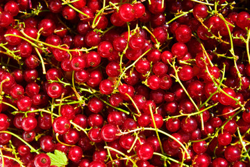 Background with red currants