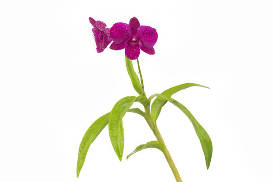 Violet Orchid on white background