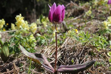 Кандык сибирский