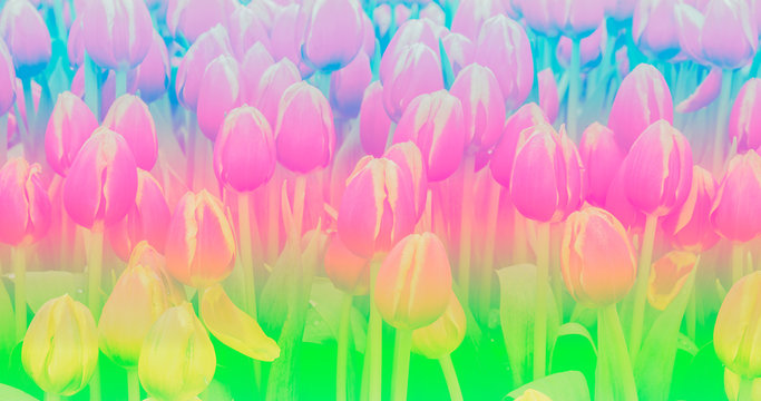 sweet color tulip in soft color and blur style