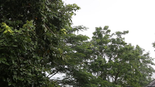 Rain in the park at Thailand