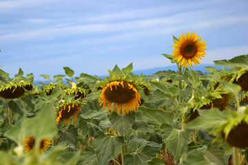 Champ de tournesols fan&eacute;s (Helianthus annuus)