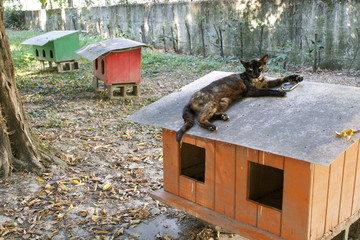 Colonia felina