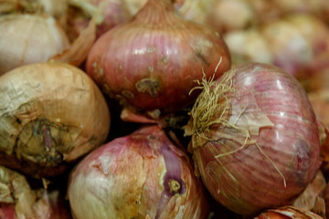 Background from a crop onion