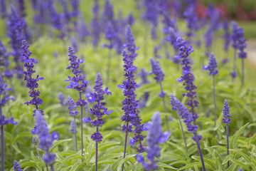 Purple plants and flowers close up in bloom on a green garden