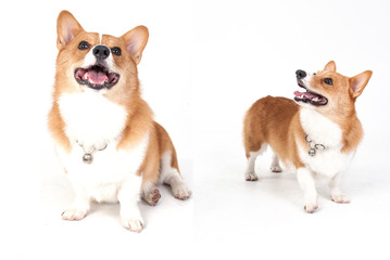 corgi dog