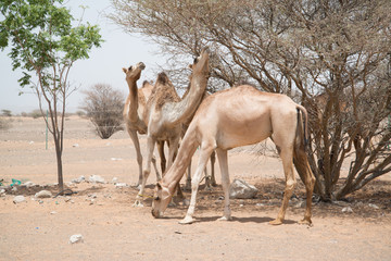 Camel in Oman, Middle East