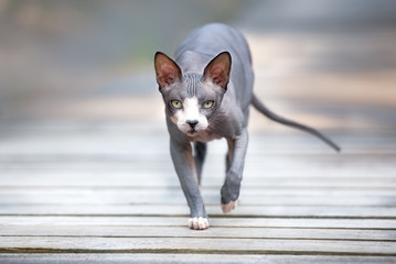 grey canadian sphynx cat walking outdoors