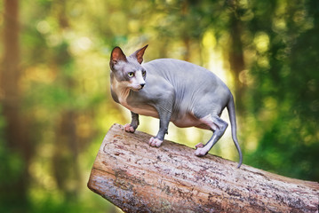 grey canadian sphynx cat in the forest