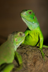 Naklejka na ściany i meble Green iguanas