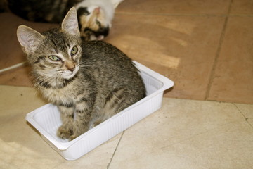 Colonia felina