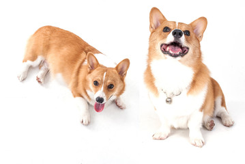 corgi dog