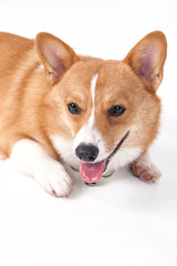 corgi dog