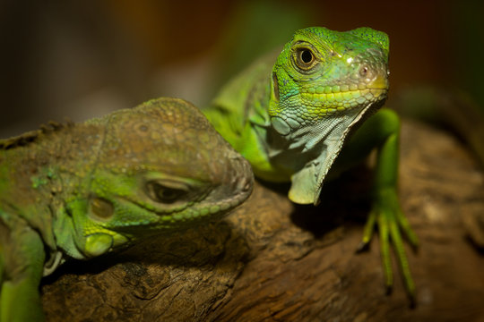 Green iguanas