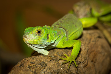 Green iguana