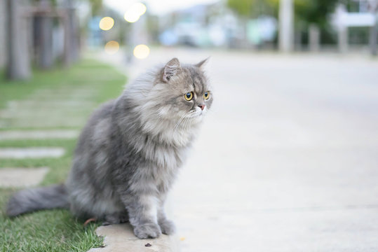 Persian cat
