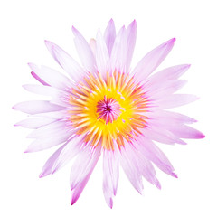 Lotus flower isolate on white background. This has clipping path