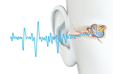 Human ear anatomy with soundwave, medically accurate 3D illustration  © Axel Kock