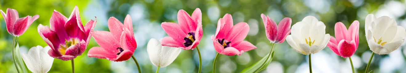 image of beautiful flowers